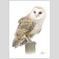 Barn Owl artwork signed by artist Gary Tymon | colour pencil drawing print | 2 sizes | bird ...