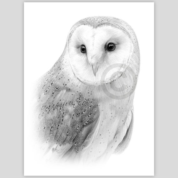 Pencil drawing of a Barn Owl - instant digital download - artwork by artist G Tymon - watercolour sketch wildlife portrait - bird art