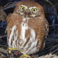 Austral Pygmy Owl (Glaucidium nana) - Information, Pictures, Sounds ...