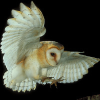 Western Barn Owl (Tyto alba) - Information, Pictures - The Owl Pages