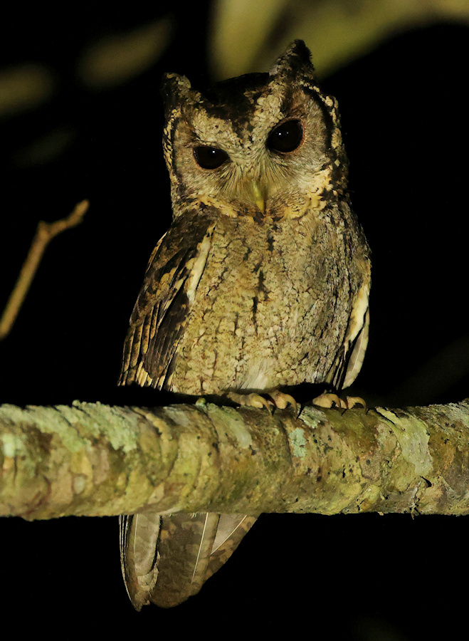 Collared Scops Owl perched on a branch at night by Shankar Sg