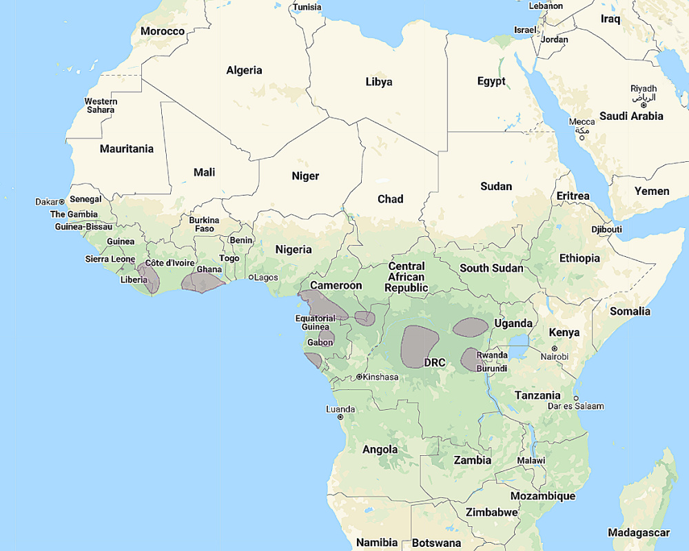 Range of Sandy Scops Owl (Otus icterorhynchus)